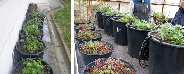 Pot experiments